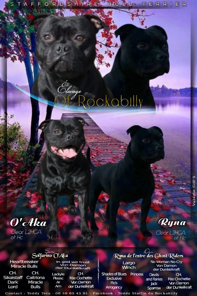 chiot Staffordshire Bull Terrier of rockabilly